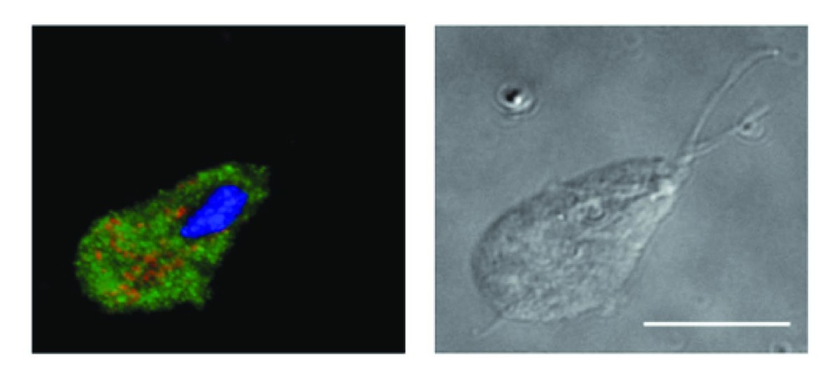 Eucarioto sem mitocôndrias não refuta mas apoia teoria&nbsp;endossimbiótica