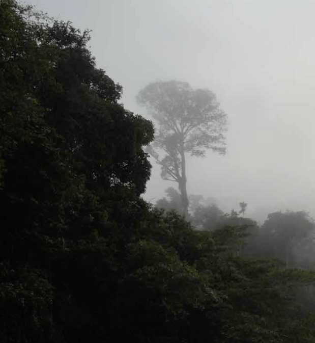 A Era dos Mortos-Vivos: Por que muitas espécies de plantas estão a caminho da&nbsp;extinção