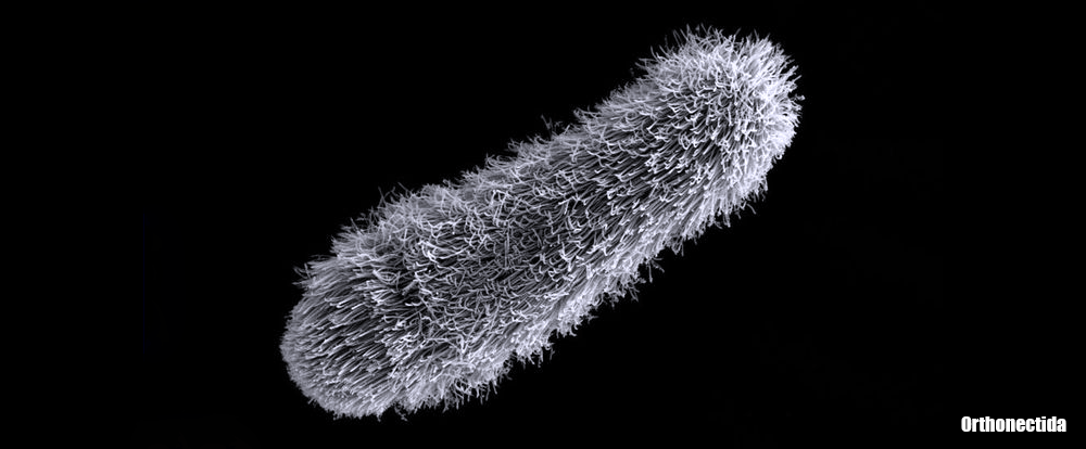 Evolução Simplificadora