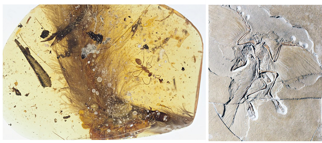 Uma simples pena&nbsp;complexa