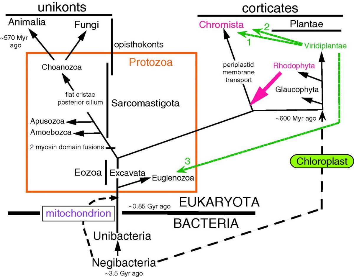 De onde vieram os&nbsp;animais?