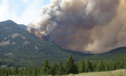 O fogo e a biodiversidade: os dois lados de uma mesma&nbsp;moeda