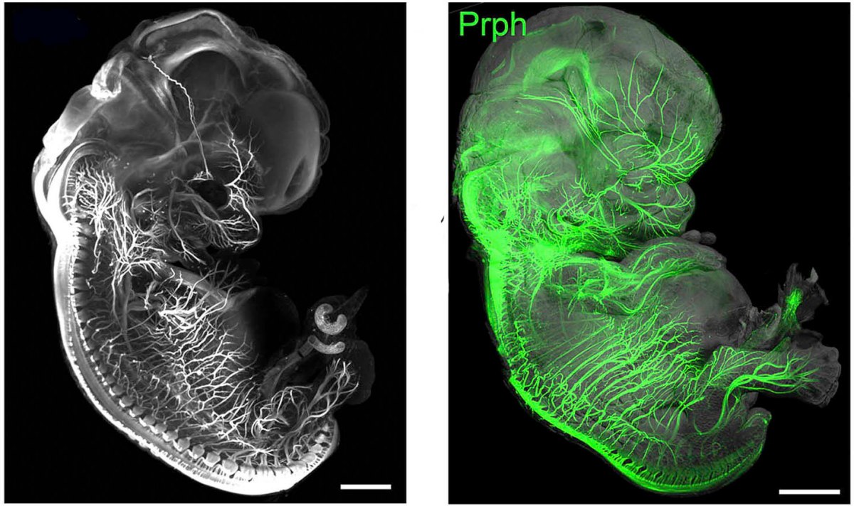 Embriões transparentes