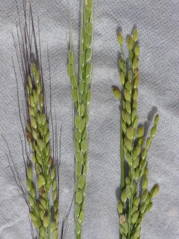 De volta ao estado&nbsp;selvagem