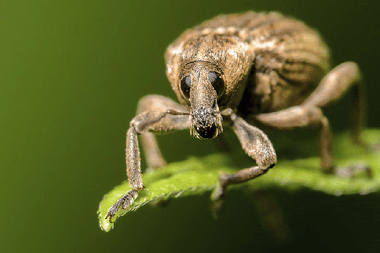 O que não mata,&nbsp;seleciona
