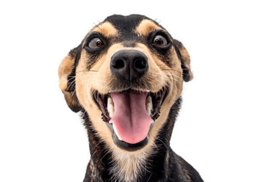 Sobre cães, humanos e&nbsp;genética