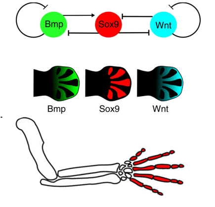 ncomms11582-f2 copy.png