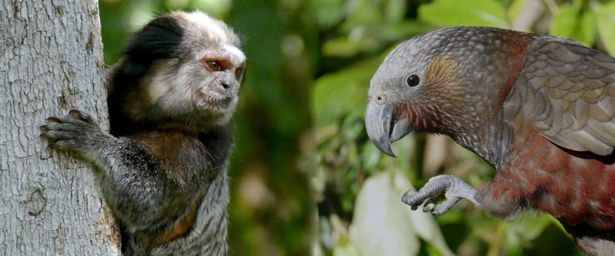 Dois cérebros para pensar: a evolução da inteligência em aves e&nbsp;mamíferos