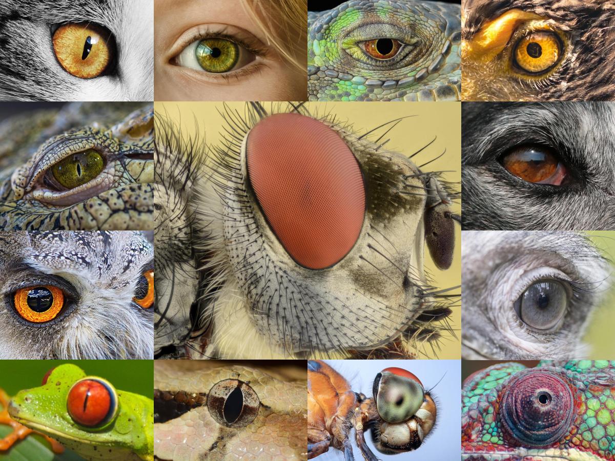 Interruptores moleculares e a diversidade das&nbsp;espécies