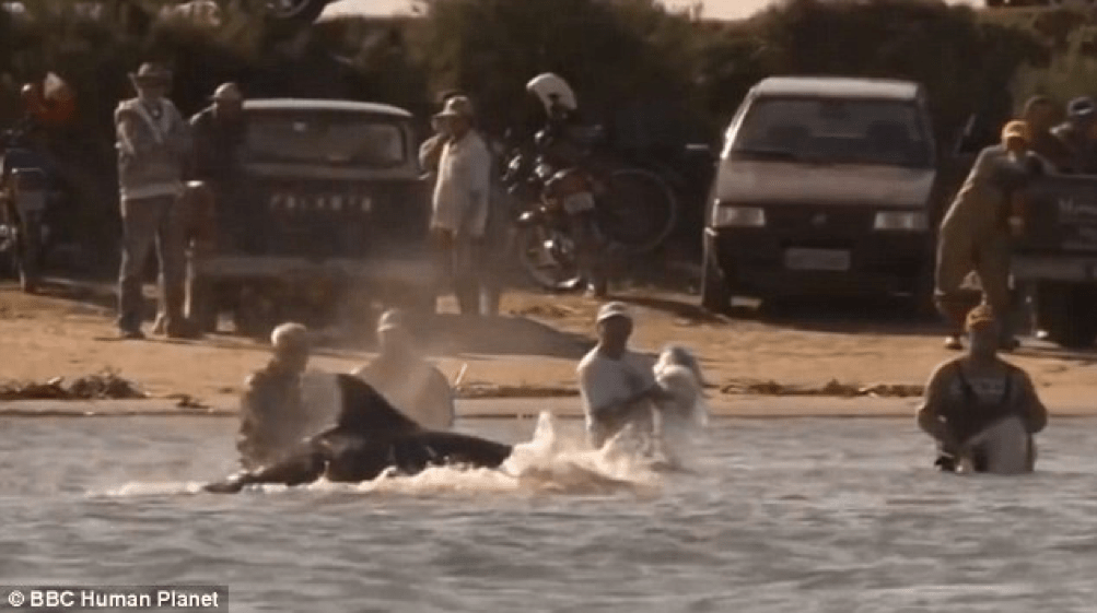 Compreender para cooperar