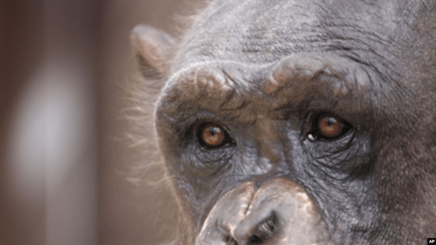 Animais não-humanos cometem&nbsp;suicídio?