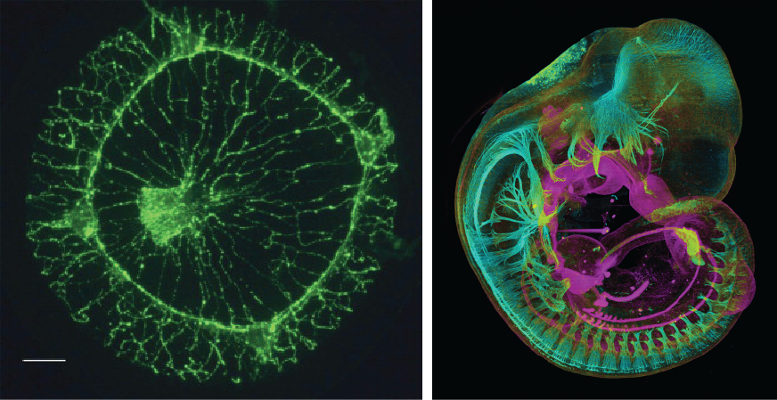 sistema nervoso agua viva