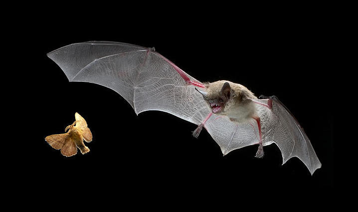little-brown-bat-hunting-moth-michael-durham