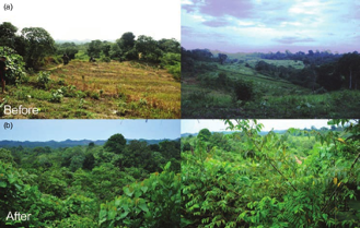 Você sabe o que é restauração ecológica e como ela pode nos ajudar a combater futuras&nbsp;pandemias?