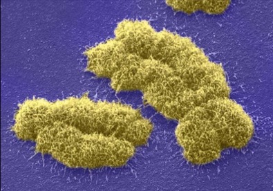 Costela de Adão ou cromossomo de Eva? As diversas formas de se criar dois sexos&nbsp;distintos